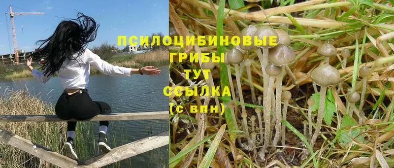 Псилоцибиновые грибы Psilocybe  Боровск 